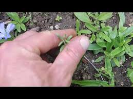 Attēlu rezultāti vaicājumam “Microrrhinum minus flower”