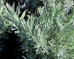Attēlu rezultāti vaicājumam “Lavandula angustifolia leaf”