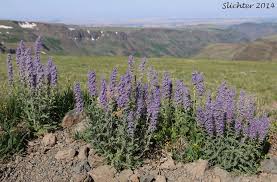 Attēlu rezultāti vaicājumam “Trichia alpina sessile”