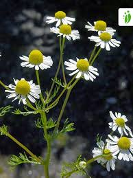 Image result for Matricaria recutita (chamomilla)