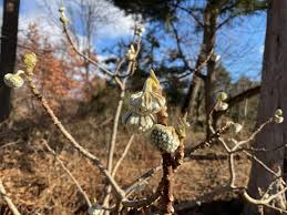 Attēlu rezultāti vaicājumam “Verbascum thapsus bud”