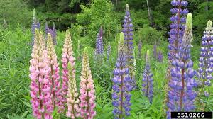 Image result for Lupinus polyphyllus Lindl.