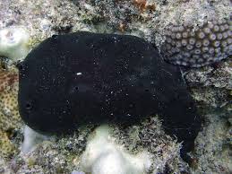 Attēlu rezultāti vaicājumam “Spongia”