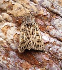 Attēlu rezultāti vaicājumam “Tholera decimalis”