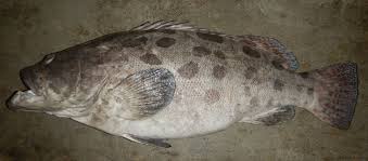 Image result for Epinephelus tukula