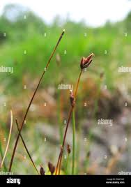 Attēlu rezultāti vaicājumam “Eleocharis quinqueflora”