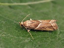 Attēlu rezultāti vaicājumam “Nyctegretis lineana”