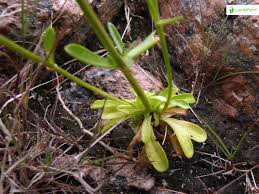 Attēlu rezultāti vaicājumam “Centaurium littorale flower”
