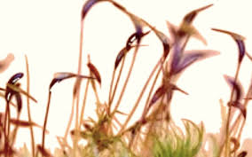 Attēlu rezultāti vaicājumam “Dicranum scoparium sporophyte”