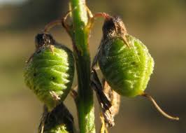 Attēlu rezultāti vaicājumam “Melilotus officinalis”