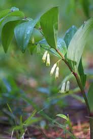 Attēlu rezultāti vaicājumam “Polygonatum odoratum fruit”