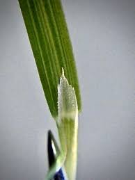 Attēlu rezultāti vaicājumam “Agrostis canina leaf”