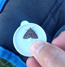 Attēlu rezultāti vaicājumam “Semioscopis avellanella imago”