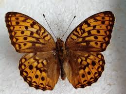 Attēlu rezultāti vaicājumam “Argynnis adippe”