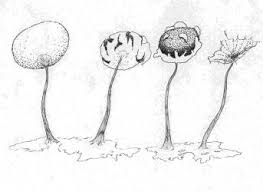 Attēlu rezultāti vaicājumam “Arcyria minuta stalked”