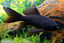 Attēlu rezultāti vaicājumam “Carassius auratus”