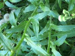 Attēlu rezultāti vaicājumam “Erigeron annuus leaf”