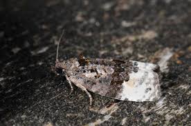 Attēlu rezultāti vaicājumam “Apotomis betuletana”