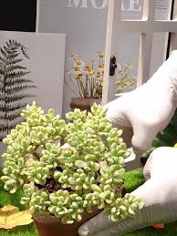 Attēlu rezultāti vaicājumam “Crassulaceae”