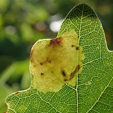 Attēlu rezultāti vaicājumam “Tischeria ekebladella”