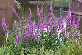 Image result for Blutweiderich