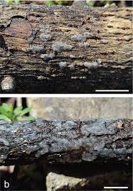 Attēlu rezultāti vaicājumam “Diachea subsessilis young”