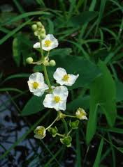 Attēlu rezultāti vaicājumam “Alismataceae”