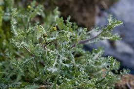 Attēlu rezultāti vaicājumam “Senecio vulgaris leaf”