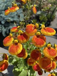 Image result for Calceolaria