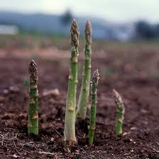 Attēlu rezultāti vaicājumam “Asparagus officinalis”