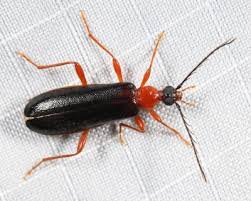 Attēlu rezultāti vaicājumam “Pyrochroidae”