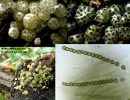 Attēlu rezultāti vaicājumam “Hypocrea gelatinosa”