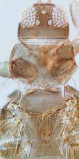 Attēlu rezultāti vaicājumam “Trichia contorta sessile”