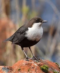 Attēlu rezultāti vaicājumam “Cinclus cinclus”