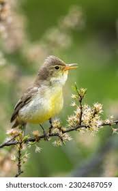 Attēlu rezultāti vaicājumam “Hippolais icterina adult”