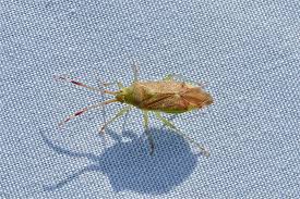 Attēlu rezultāti vaicājumam “Pantilius tunicatus”