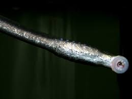 Image result for Lampetra fluviatilis