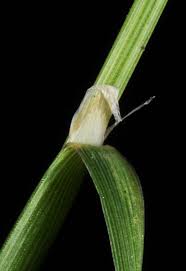 Attēlu rezultāti vaicājumam “Alopecurus aequalis”