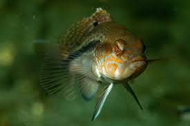 Image result for Centropristis striata