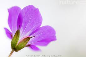 Attēlu rezultāti vaicājumam “Geranium sylvaticum flower”