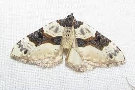 Attēlu rezultāti vaicājumam “Cosmorhoe ocellata”