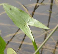 Attēlu rezultāti vaicājumam “Sagittaria sagittifolia leaf”