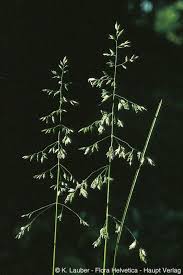 Attēlu rezultāti vaicājumam “Poa angustifolia”