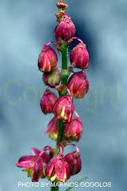 Attēlu rezultāti vaicājumam “Rumex acetosa bud”