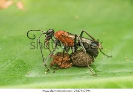 Attēlu rezultāti vaicājumam “Pompilidae”