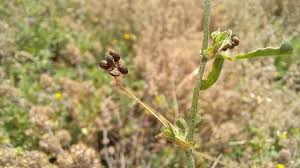 Attēlu rezultāti vaicājumam “Medicago lupulina fruit”