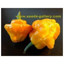Afbeeldingsresultaat voor yellow mushroom hot pepper