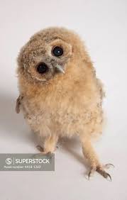 Attēlu rezultāti vaicājumam “Strix aluco”