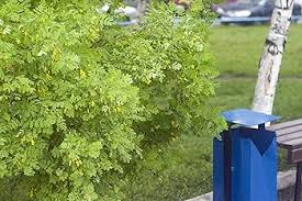 Attēlu rezultāti vaicājumam “Caragana arborescens”