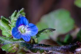 Attēlu rezultāti vaicājumam “Veronica arvensis flower”